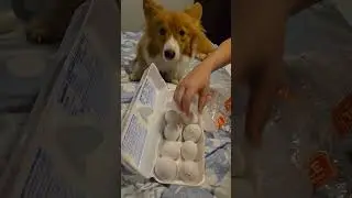 unboxing video ( polish hatching eggs ) Thanks, eBay seller Stephanie88808 #chickenbreed #chickens