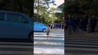 Nara Park deer 🦌 in japan #zoo