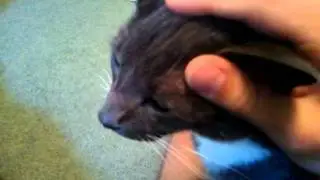 BajheeraCats - Meet Bagheera!:D aka GRAND MARSHAL GEE-GEE :D
