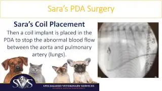 Minimally Invasive Repair of PDA in Canine
