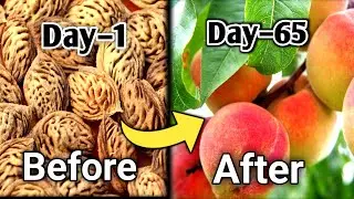 आडू को बीज से कैसे उगाए | Growing a Peach Tree from Seed | Easy tips at home |