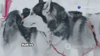 Siberian Husky vs. Wolf: Top 5 Similarities and Differences!