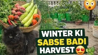 Winter Season Ki Sabse Badi Harvest 😍🌿 | Terrace Garden Success 🌱Terrace Garden Se Badi Harvesting 💚
