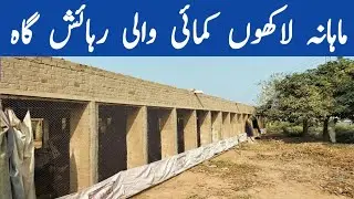 Successful Poultry Farming Business in Winter 2022 | Desi Hen Business | Dr. ARSHAD