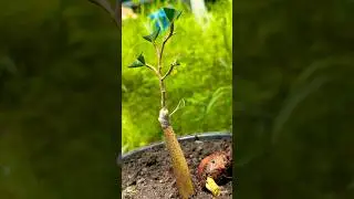 100% results of grafting durian trees. #grafting #durian #tree #shorts