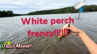 Trout magnet & blue fox perch fishing at molus river, New Brunswick 