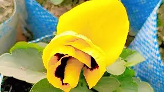 Tarrice garden fruit plant flower plant