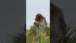 Monkey 🐵 Eating Ice Cube #kodaikanal #monkey #nature#shorts