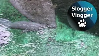 Manatee Calf Born In Dutch Zoo