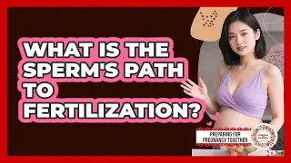 What Is The Sperm's Path To Fertilization?