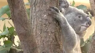 Миленькая коала (Венский зоопарк) / Sweet Koala (Vienna Zoo)