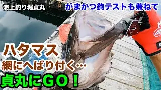 【海上釣堀貞丸】ハタマスはへばりつかすな！＆がまかつ鈎テスト@p.pochisan