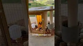 How to make a home for chickens! (@demunershow)