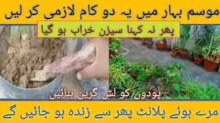 Must do these 2 things in spring to save your dead plants | good and  healthy soil & healthy plants,