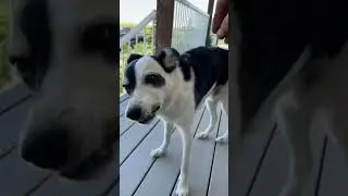 Cattle dog helping to shell peas. Yummy! 😂