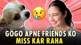 Gogo Apne Friends Ko Miss Kar Raha 😢 , guess  who?
