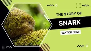 The Story of Snark the Kakapo
