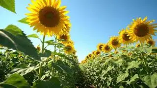 For Beautiful Flower Farming 🌸 | Types of Flowers with Names | Relaxing Nature Video