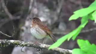 Swainson's Thrush