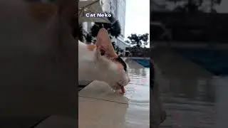 Жаждущий тощий кот