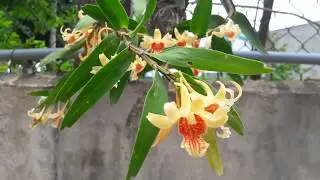 Dendrobium ochraceum | Ho&agrave;ng thảo vạch đỏ - Phong lan đẹp nhưng kh&oacute; trồng