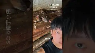 Ternak Ratusan Ekor Tikus Bandicoot