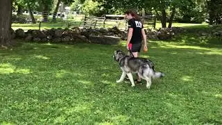3 Year Old Alaskan Malamute Dakota Showing Off His Obedience - K9one Dog Training