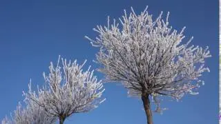 Киев, иней на деревьях, Sony Alpha 6300, пример 1080/50p 28M съемки камерой