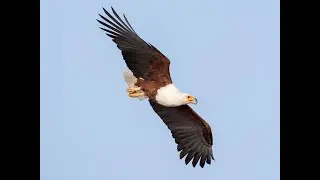 Fish Eagles fishing expert