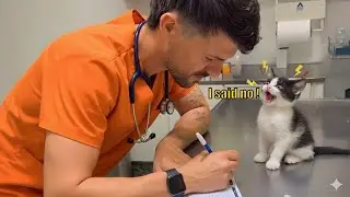 🐈💉Cats Dramatic Reaction at the Vet 😂  🤣 Funniest Cat Reactions!