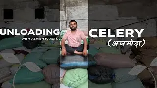 Unloading a Celery. पेट के लिये बहुत उपयोगी जड़ी बूटी। Ajmoda. अजमोदा। #food #youtubeshorts