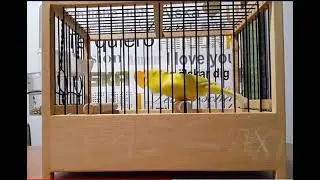 Canary کنری