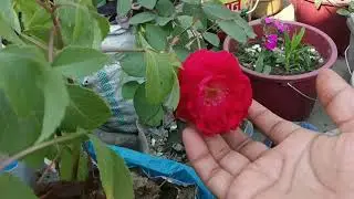 winter Mein desi Gulab Ki care/2021