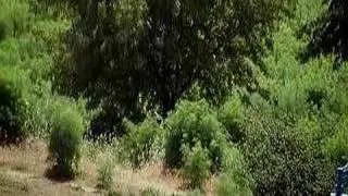 VALLEJO T.V. Episode 12 - Vallejo Undercover
