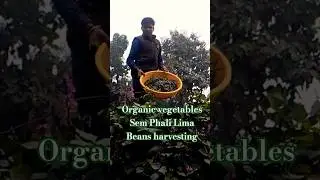 organic vegetables Sem Phali Lima Beans Harvesting Done #garden #vegetables #shortsfeed #harvest