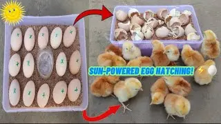 Hatch eggs without incubator 100% real video ||Egg incubator without electricity ||Sunlight hatching