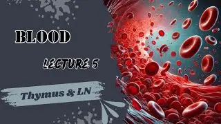 Lecture 5 Thymus & lymph node