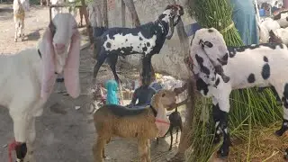 Live deal dasichtray amberisari bakray kajlay chatray rajinpuri bakray shahpur kanjra 