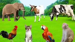 Unique Animal Talents - Elephants, Monkeys, Parrots, Cats, Dolphins, Chickens - Interesting Animals