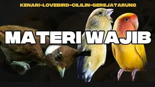 MATERI WAJIB NILAI TINGGI | kenari, lovebird, cililin dan gerejatarung