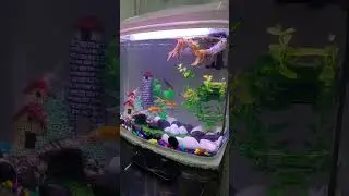 Starting days 🤩 #fishkeeping #aquaticworld #fish #exoticaquariumfish #aquarium #fishaquarium #reels