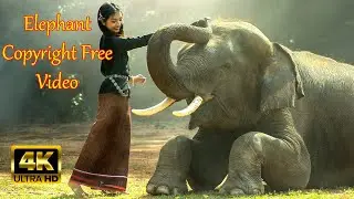 【4K】Elephant Royalty Free Footage || Stock Video || Free Download #Kohelix_Cam