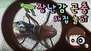 집에서 장난감 곤충채집 하는 지환이 Jihwan picks toy insects at home
