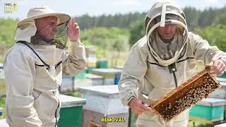 Safe & Professional Bee Removal Services | Mr. Bee Removal