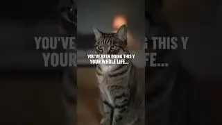 Your Cat Reacts Before You Notice