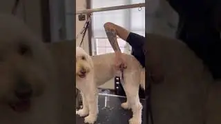 Missy Gets Groomed By Heather At Scotts Hill Pawville