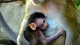 Adorable baby , Not Wait , Very Fast Drink Sweet Milk