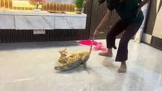 #subscribe #funny #funnyvideo #india #support #viralvideo #cat #cats 