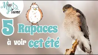 5 Rapaces &agrave; voir cet &eacute;t&eacute; ! - Miss Plume