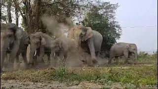 Manas panbari range Assam feb 2025